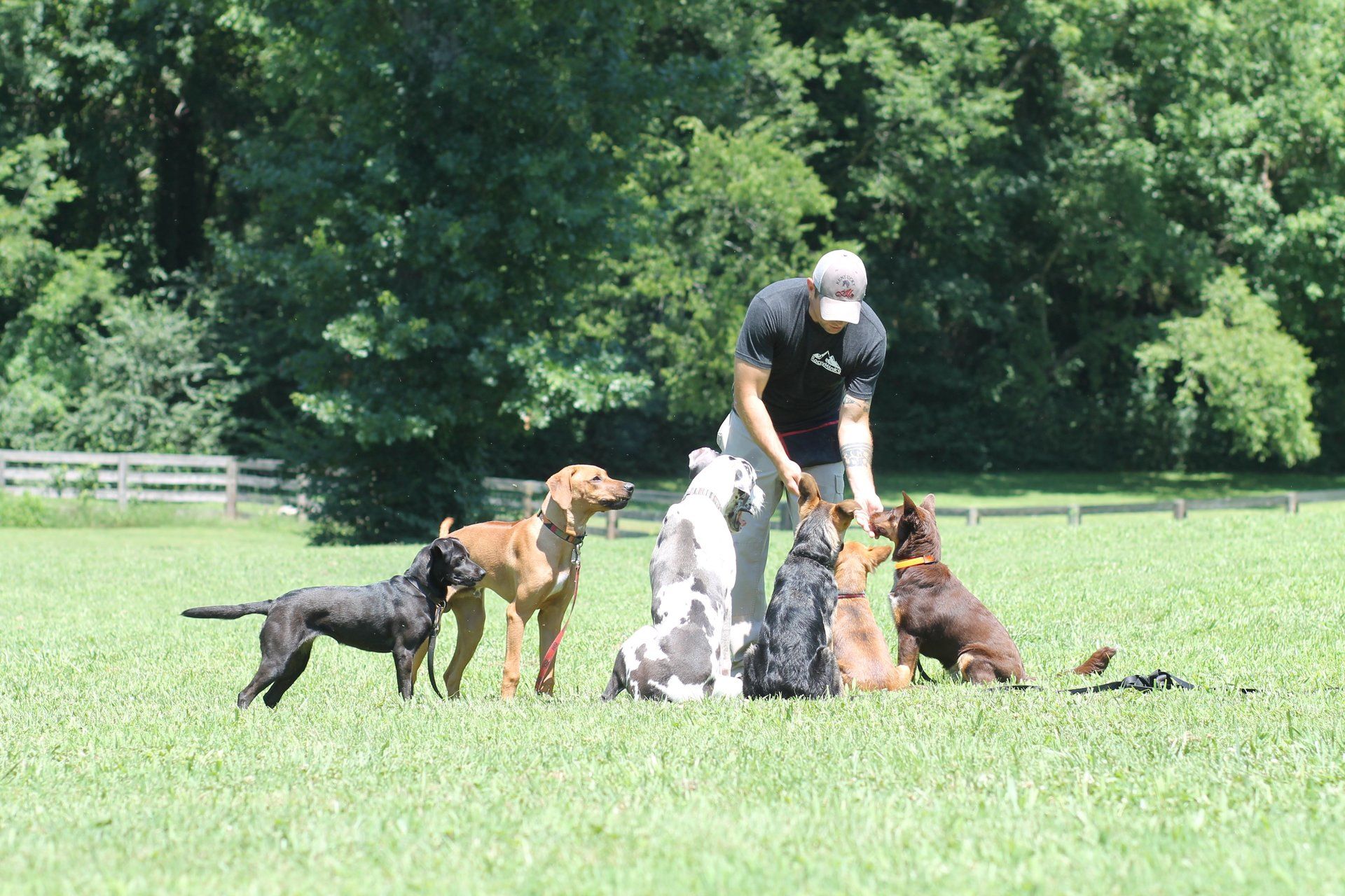 dog trainer in chattanooga tn