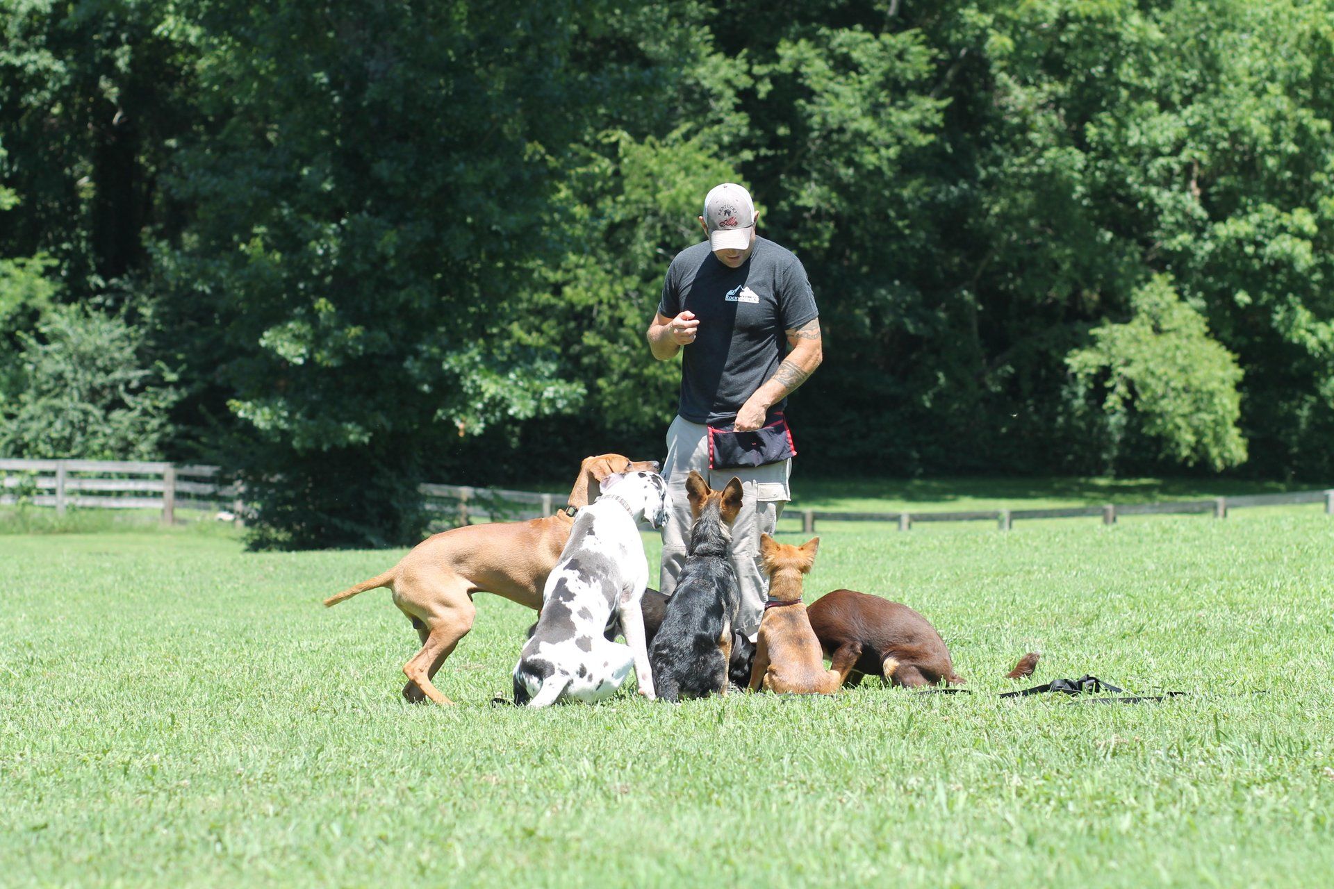 dog training boarding