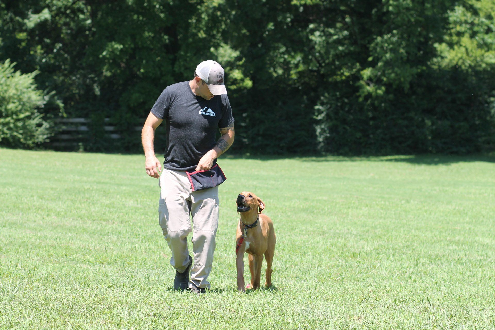 4 week dog training program chattanooga