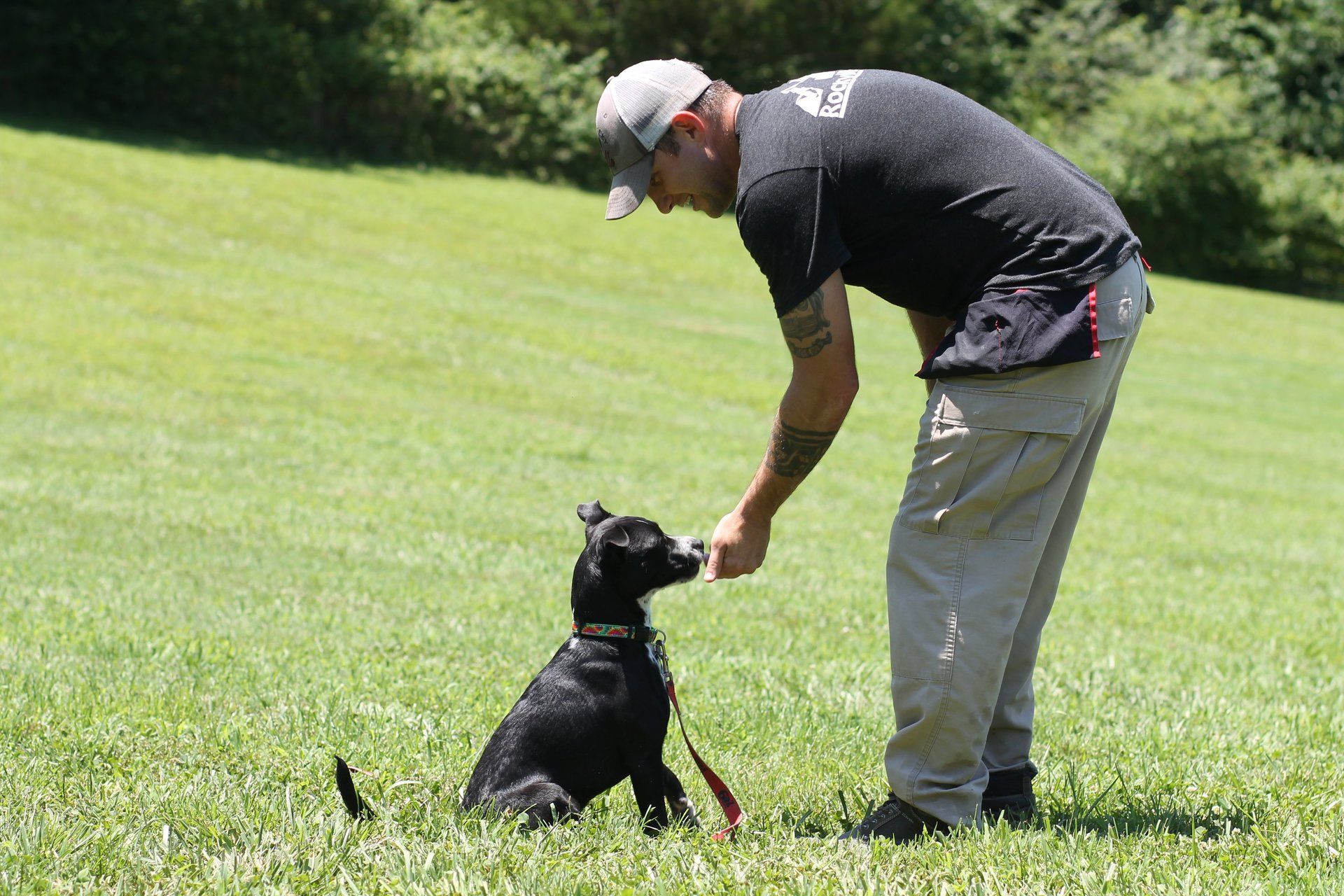 chattanooga dog training programs