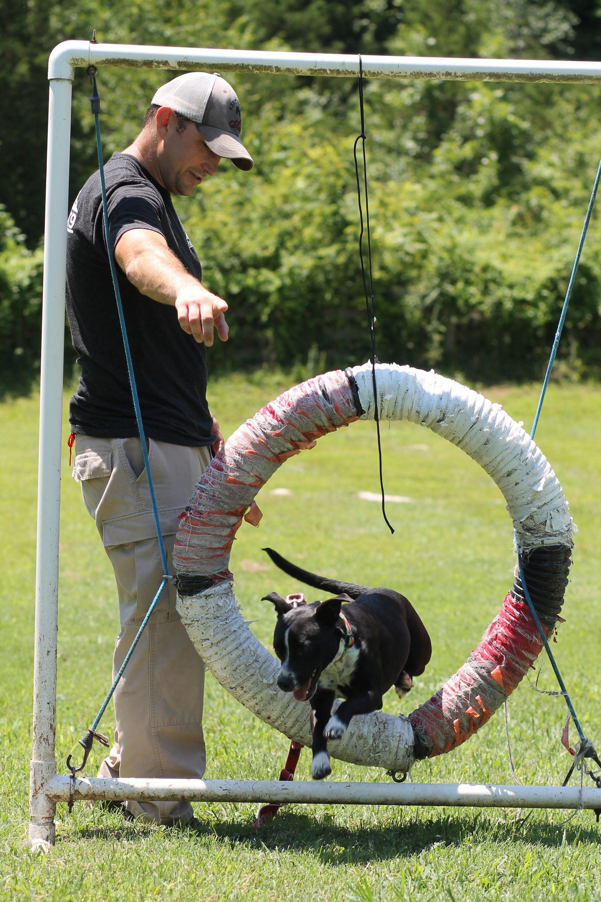 pet training classes