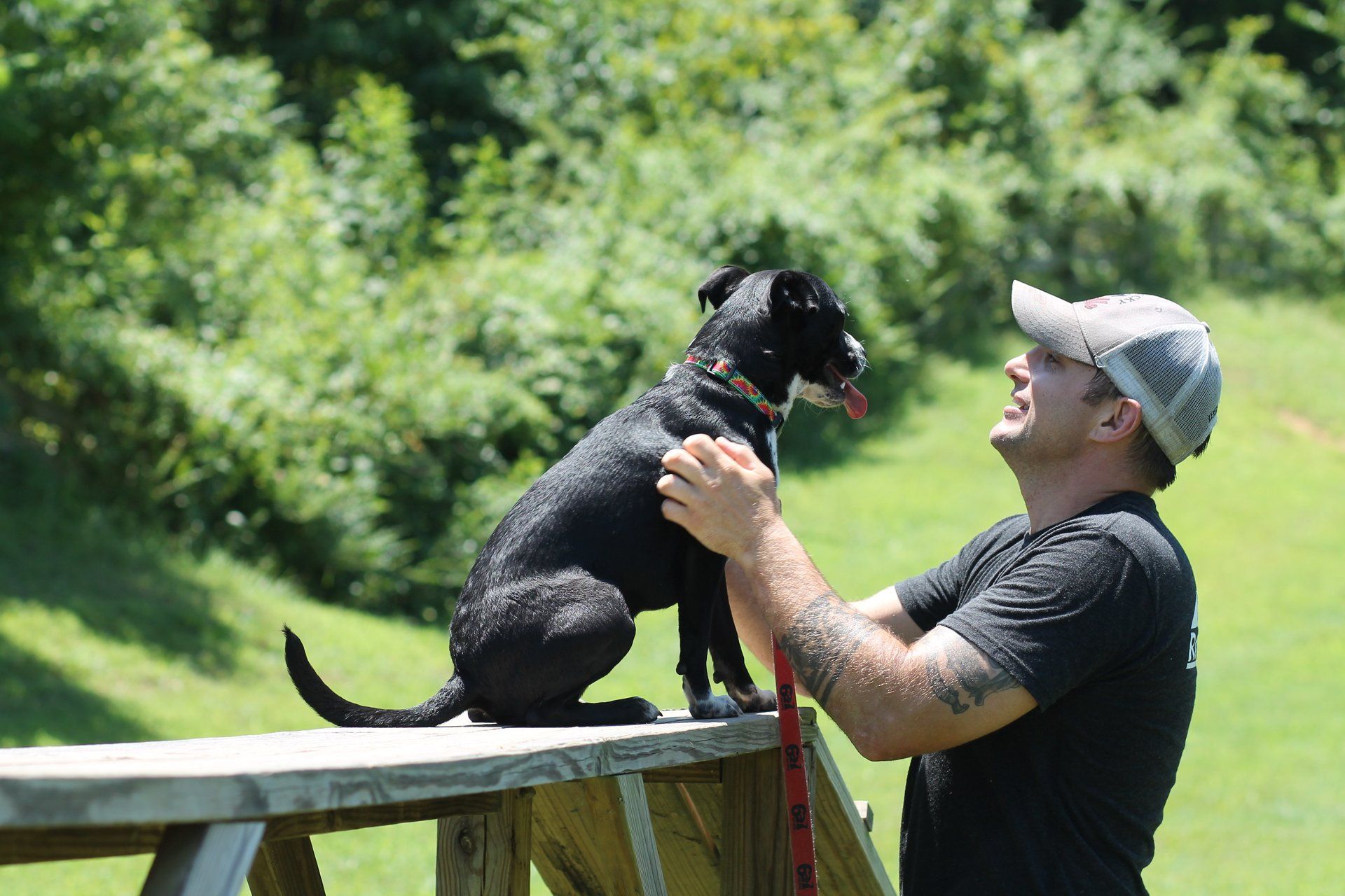 dog training courses