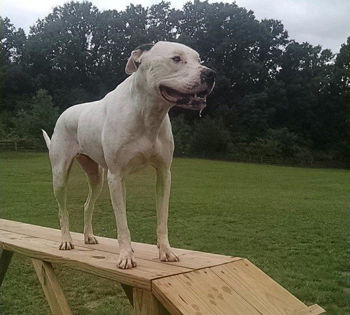 Dog Training Chattanooga