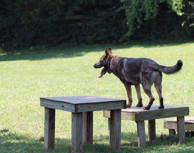 Dog Training Chattanooga