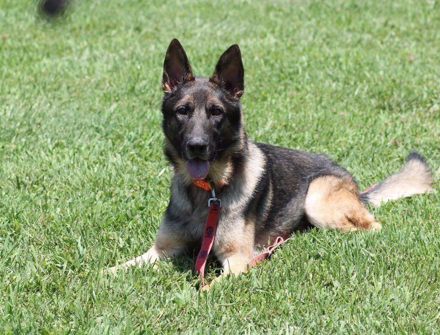 Dog Training Chattanooga