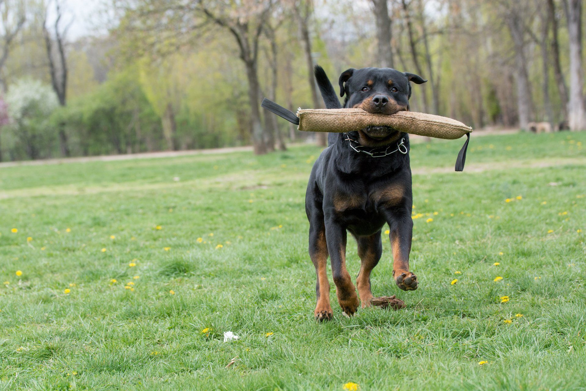 Dog Training Chattanooga
