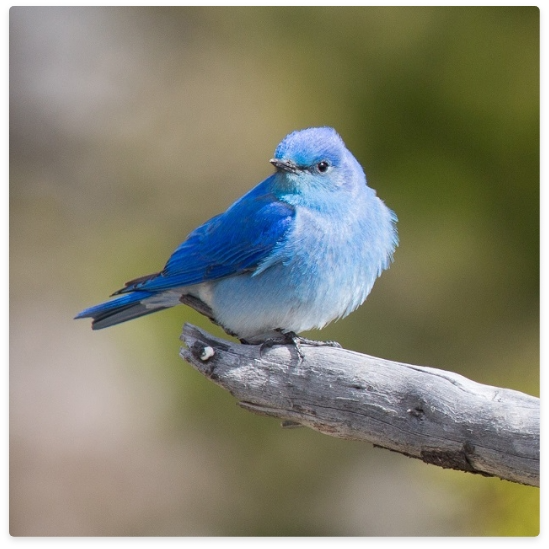 Blue mountain bluebird perched on a gray branch.
