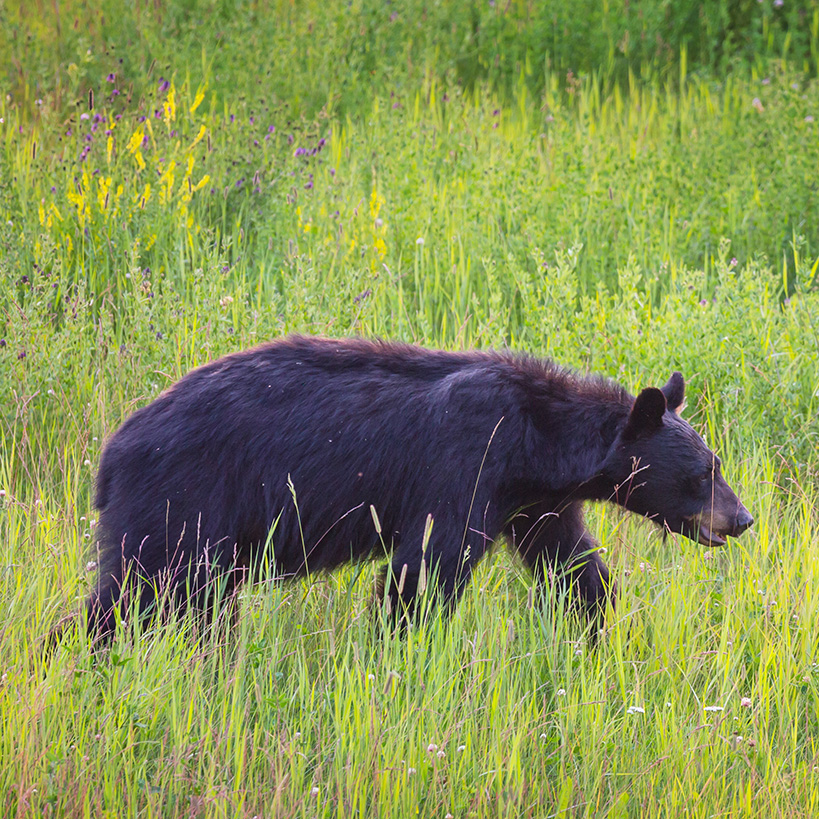 Black bear walking through tall green grass.