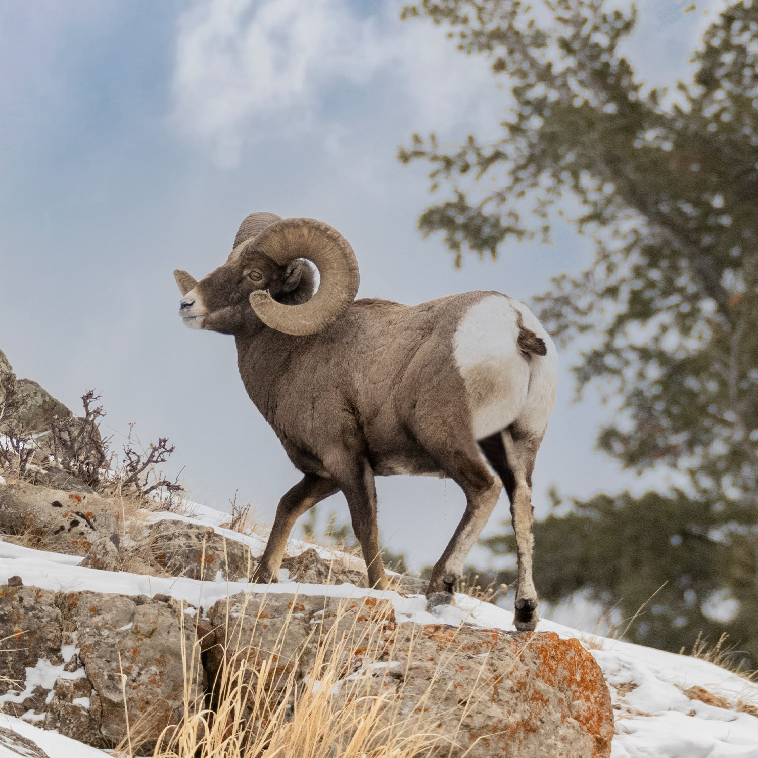 Bighorn sheep with large curled horns walks on a snowy rocky ledge.