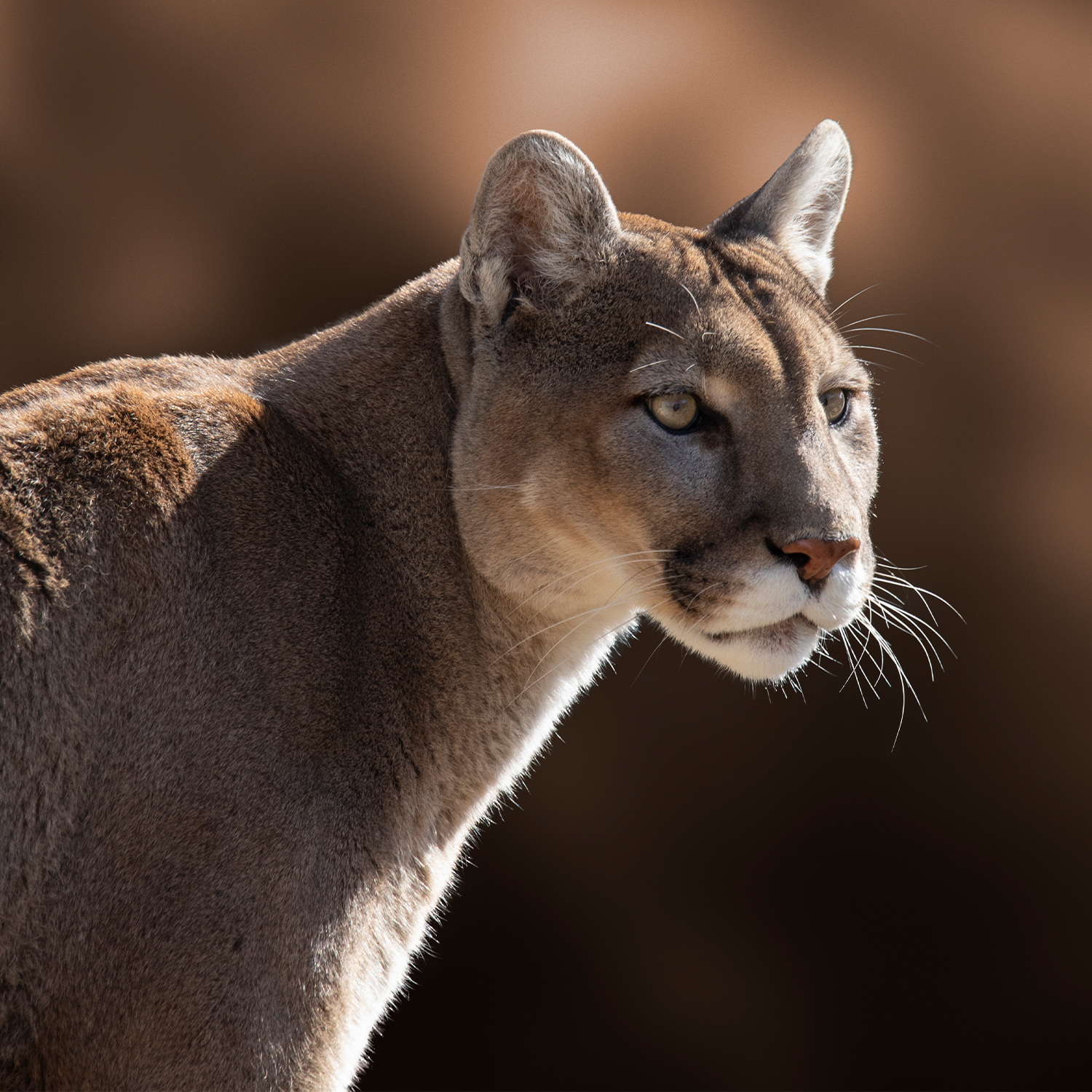 Cougar, brown fur, attentive gaze, against a blurred brown background.
