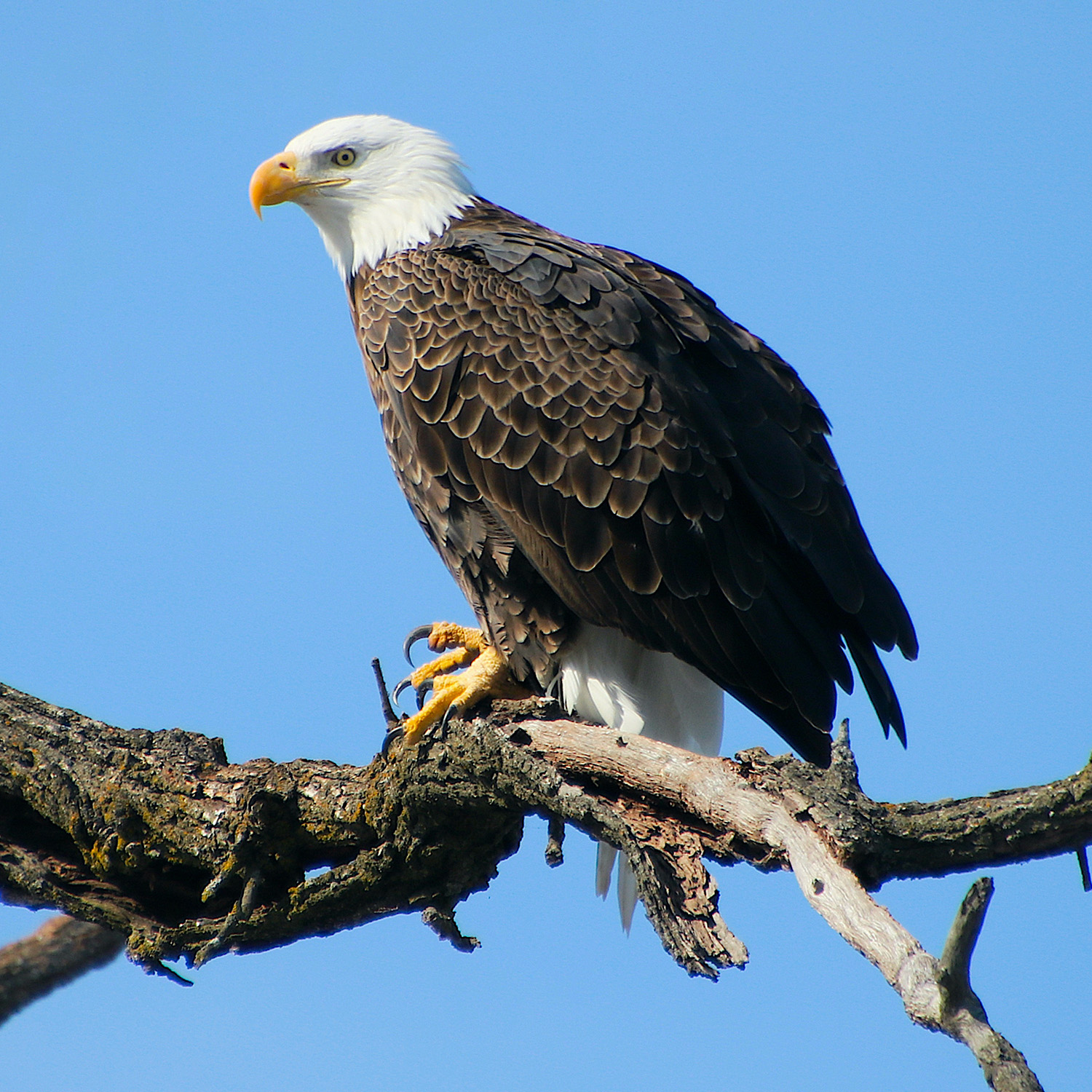 Bald eagle perched on a tree branch, white head, brown body, yellow beak and talons, blue sky.