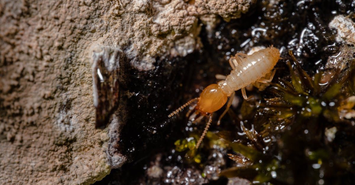 A termite is crawling on a rock in the water.