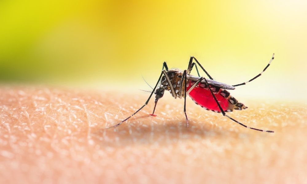 A close up of a mosquito on a person 's skin.