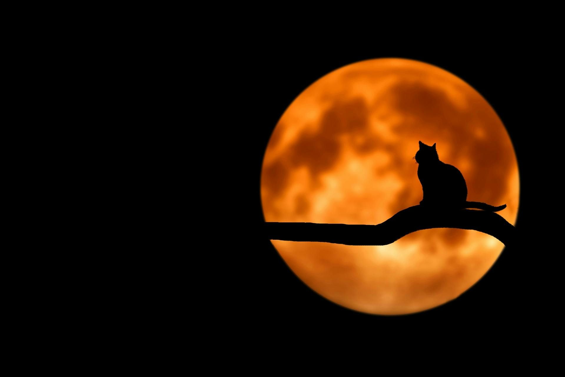 Halloween Red Moon with Cat