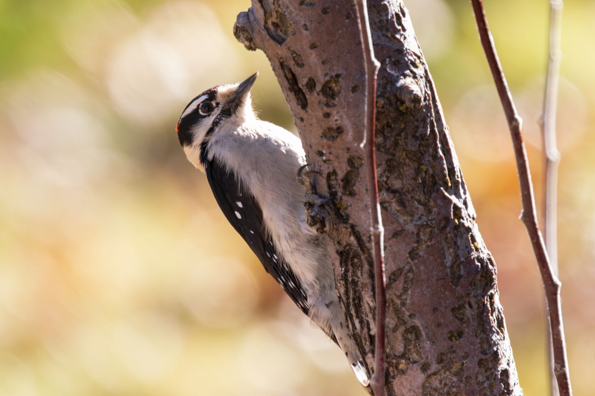A driveway leading to a house with a pink sky in the background