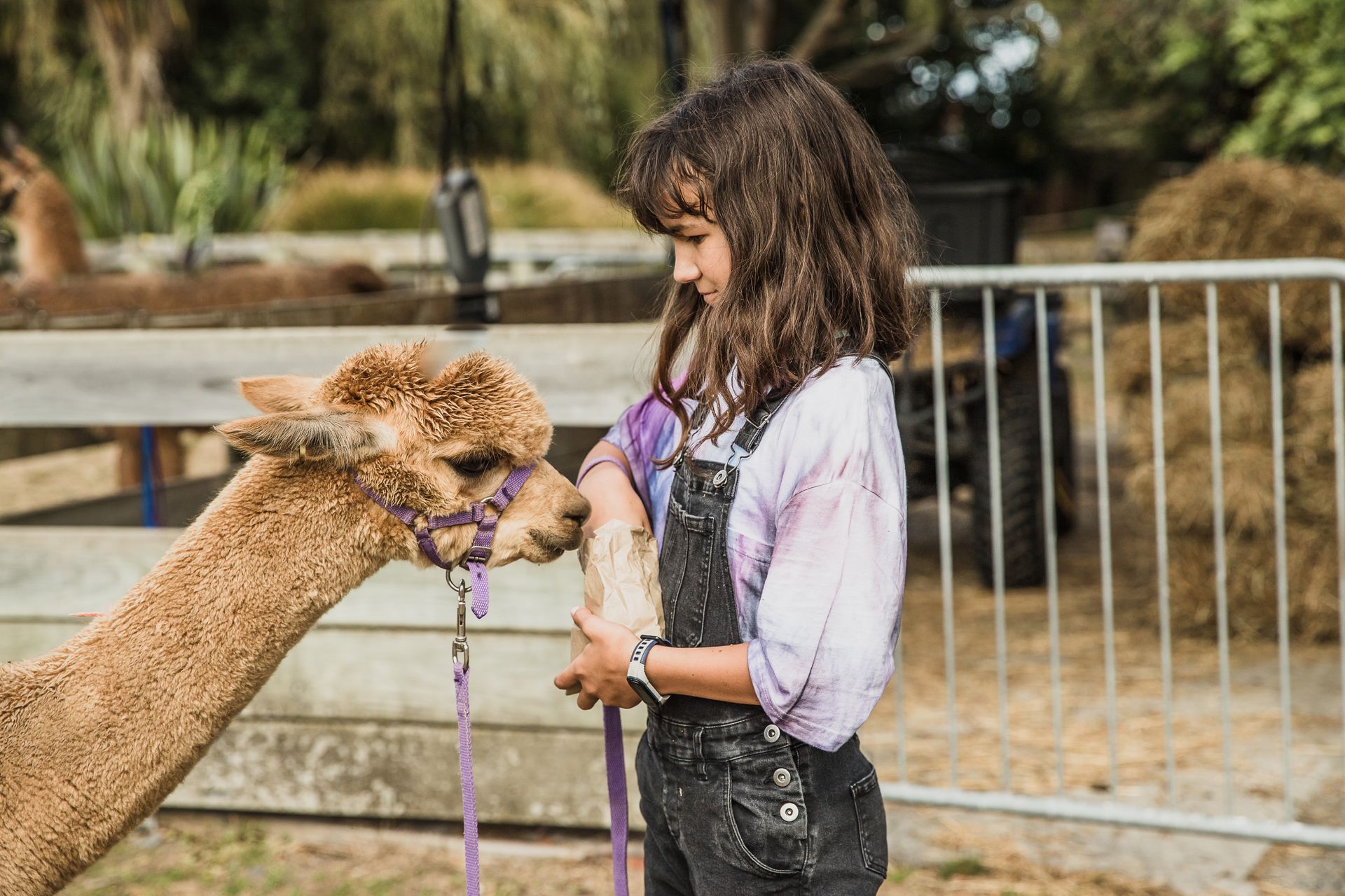 A young girl is feeding an alpaca in a pen.