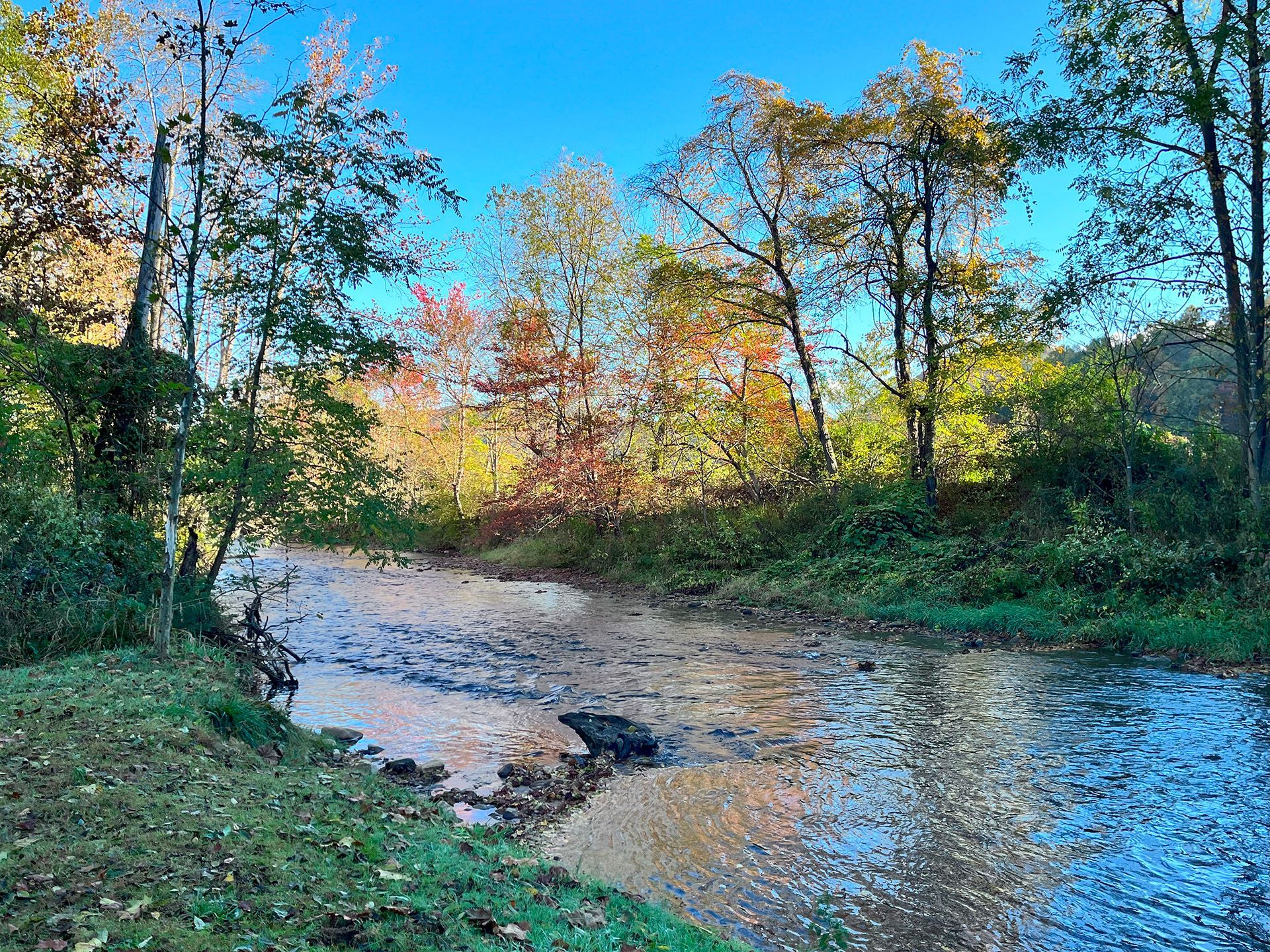 A river surrounded by trees on a sunny day