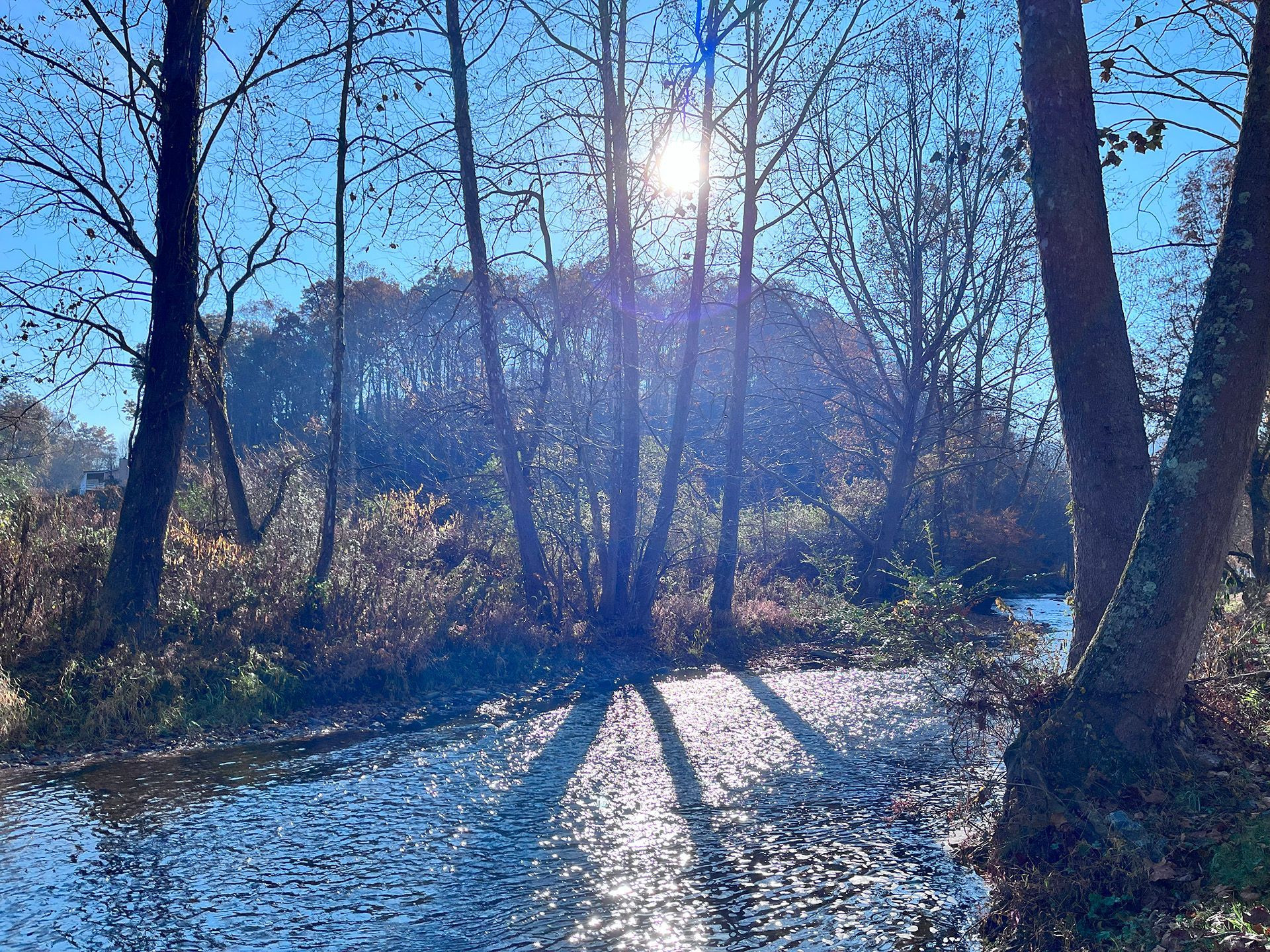 The sun is shining through the trees and casting a shadow on the water