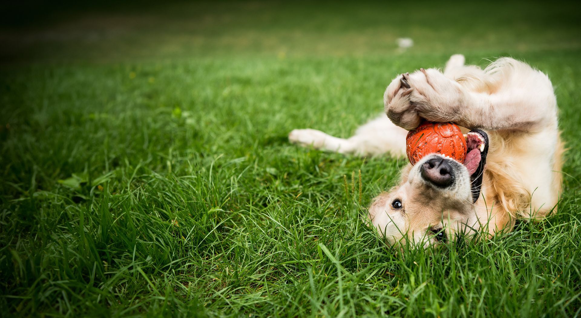 A dog is playing with a ball in the grass.