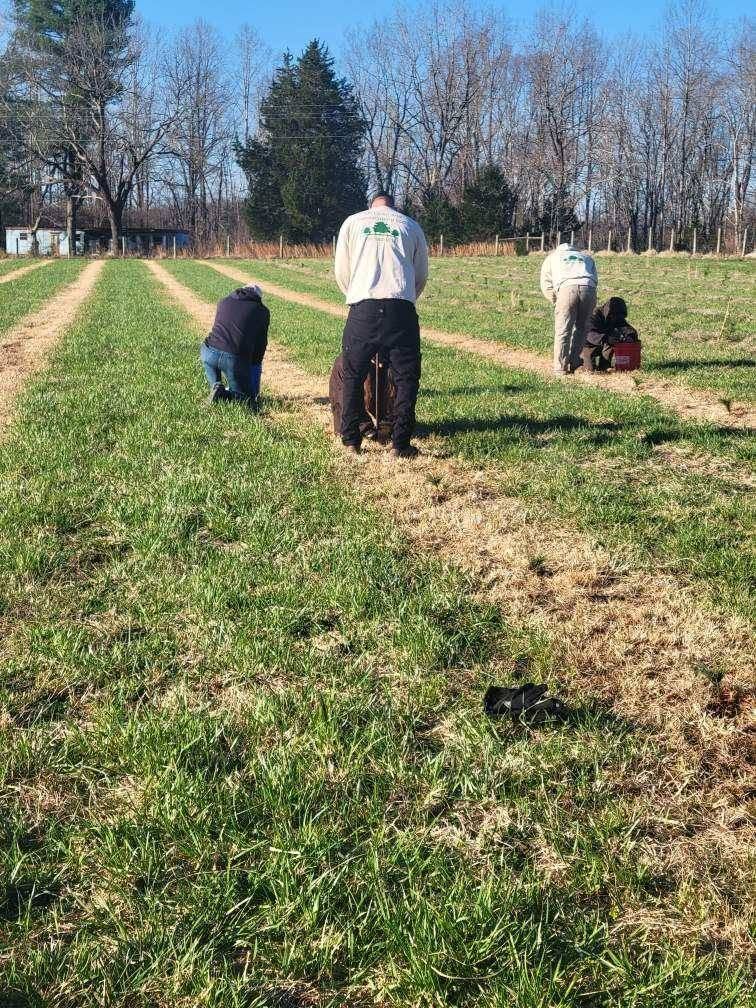 People bending over rows in a grassy field, likely working or picking crops, under a clear blue sky.