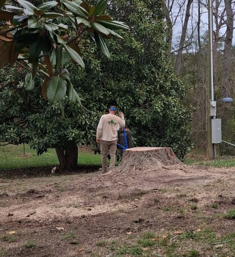 Person using a chainsaw to cut a large tree stump in a wooded yard.