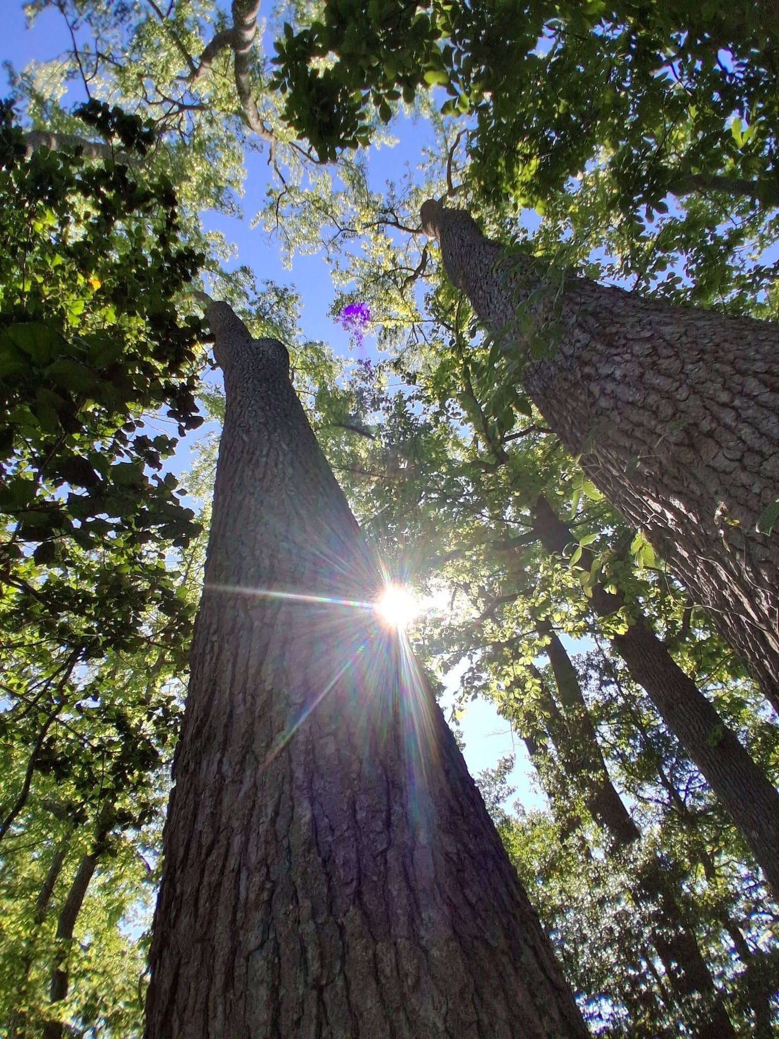 Tall trees reaching into a sunlit blue sky, with sunlight filtering through green leaves.