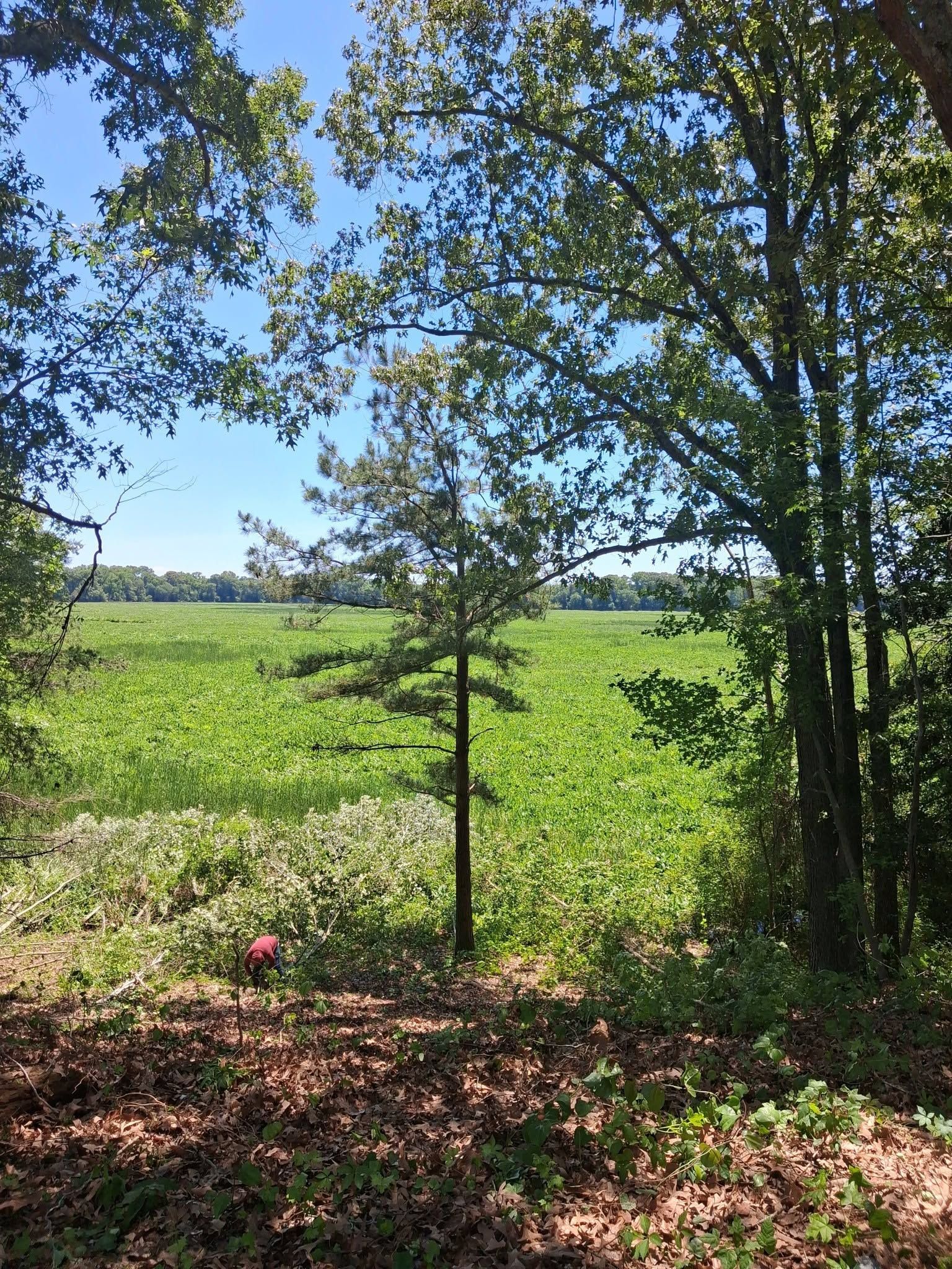 Tree in a sunny field with green grass and a shaded foreground.