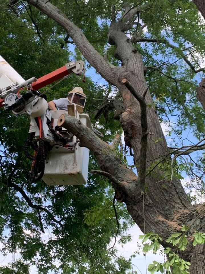 A man is sitting in a bucket on top of a tree.