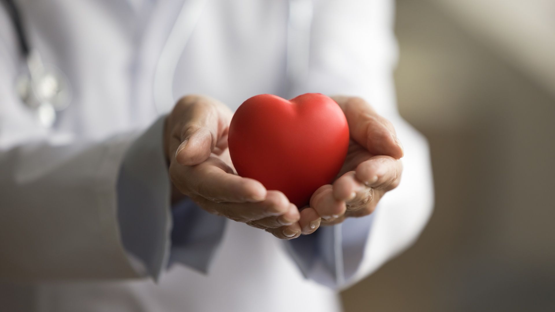 A doctor is holding a red heart in his hands.