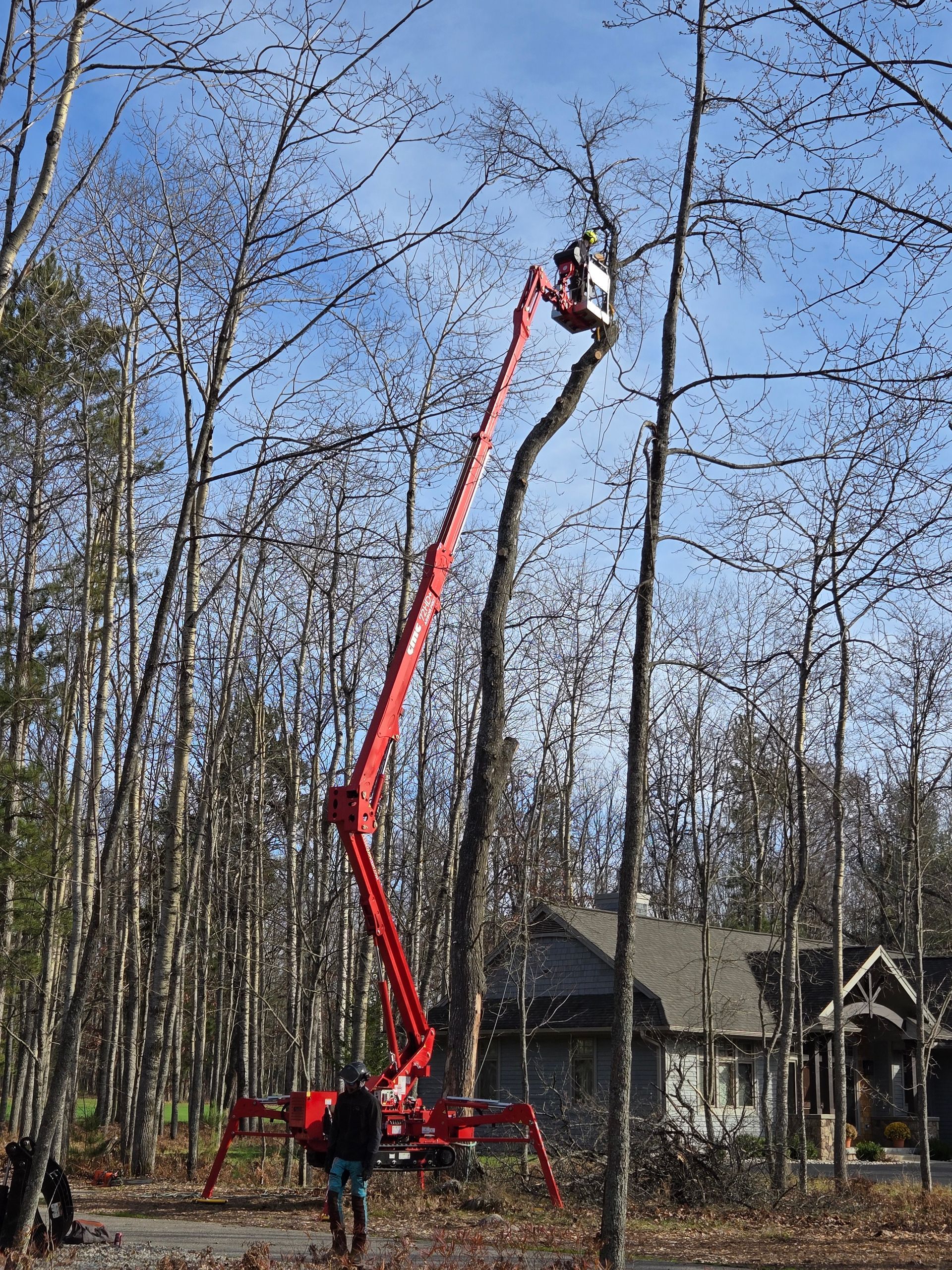 A man is cutting a tree with a crane in the woods.