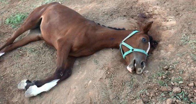 The case for mysterious horse killings in the United States has been solved.