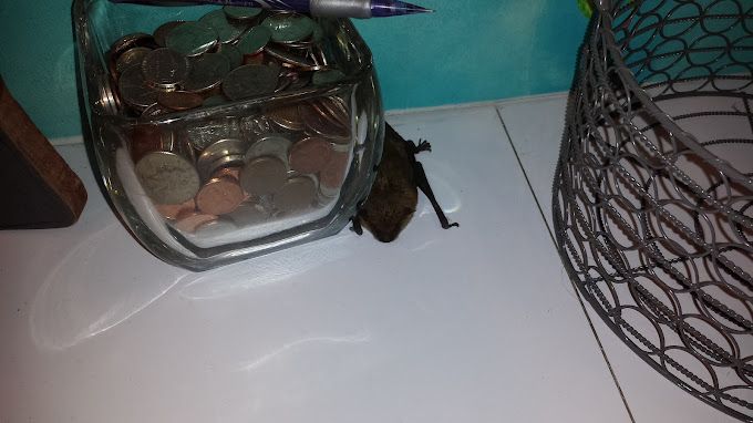 A bat is sitting next to a glass jar filled with coins