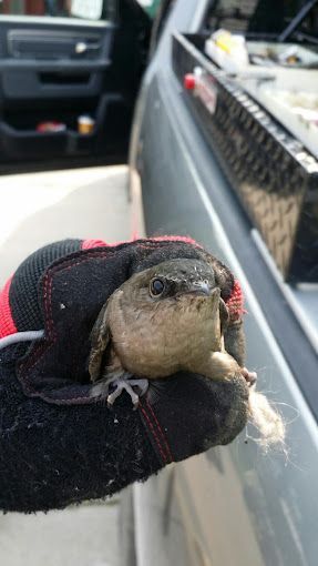 A person is holding a frog in their hand in front of a car.