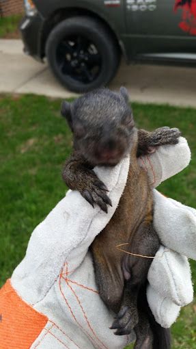 A person is holding a small squirrel in their hands.