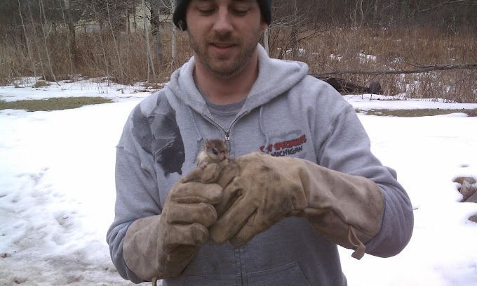 A man wearing gloves holds a small bird in his hands