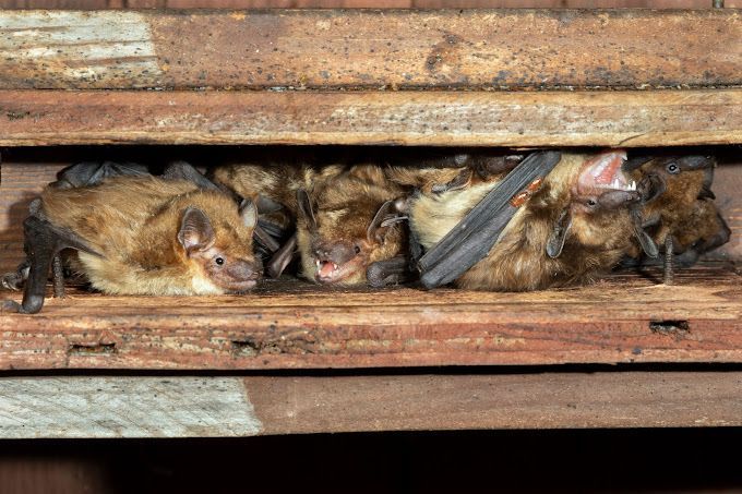 A group of bats are sleeping in a wooden box