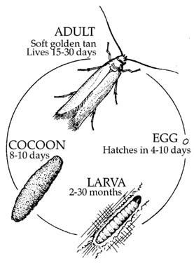 https://lirp.cdn-website.com/db06690b/dms3rep/multi/opt/moth-life-cycle-640w.jpg