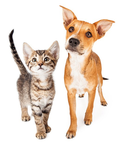 Vet Clinic In Pelham Fonthill On Animal Hospital