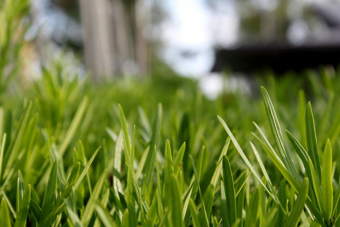 A close up of a lush green field of grass with trees in the background.