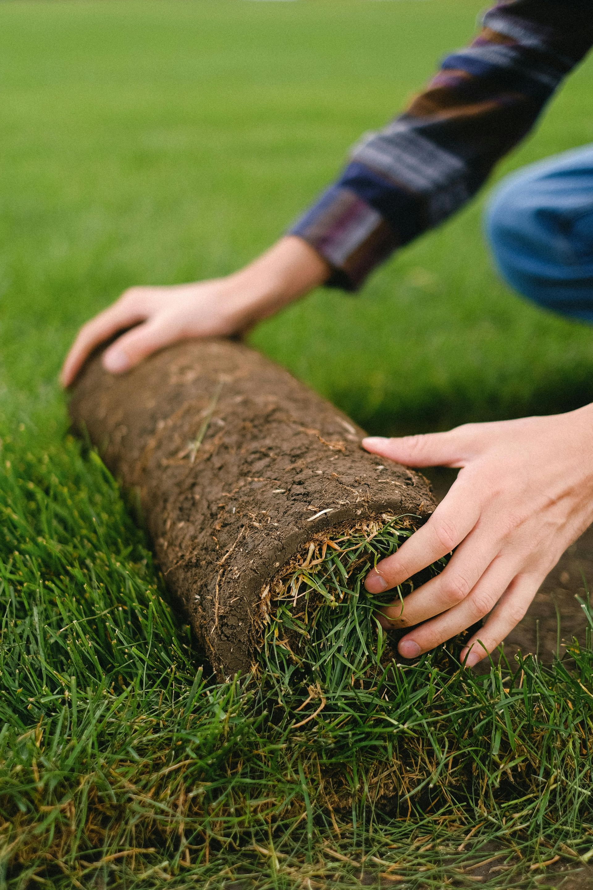 A person is rolling a roll of grass on a lawn.