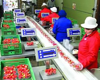 Strawberry packing