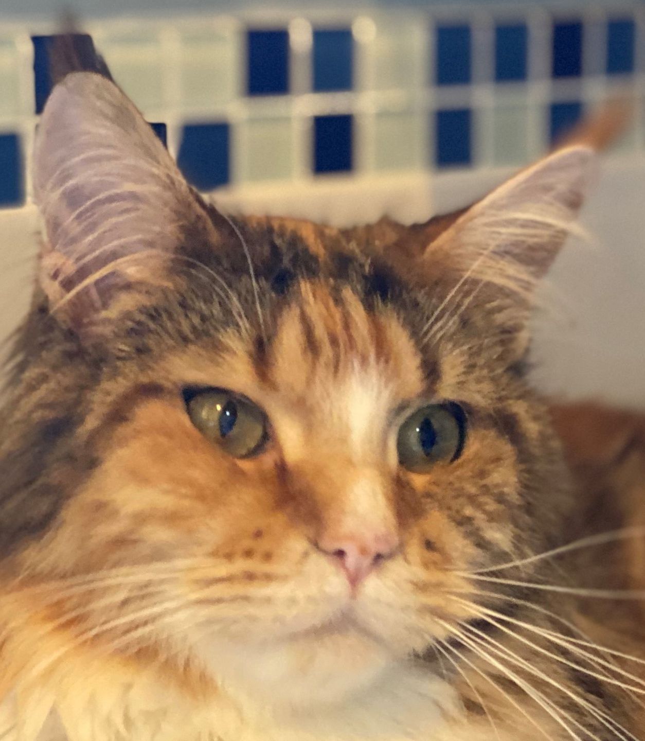 Red Rose Maine Coons, Lancashire UK. We are GCCF registered pedigree