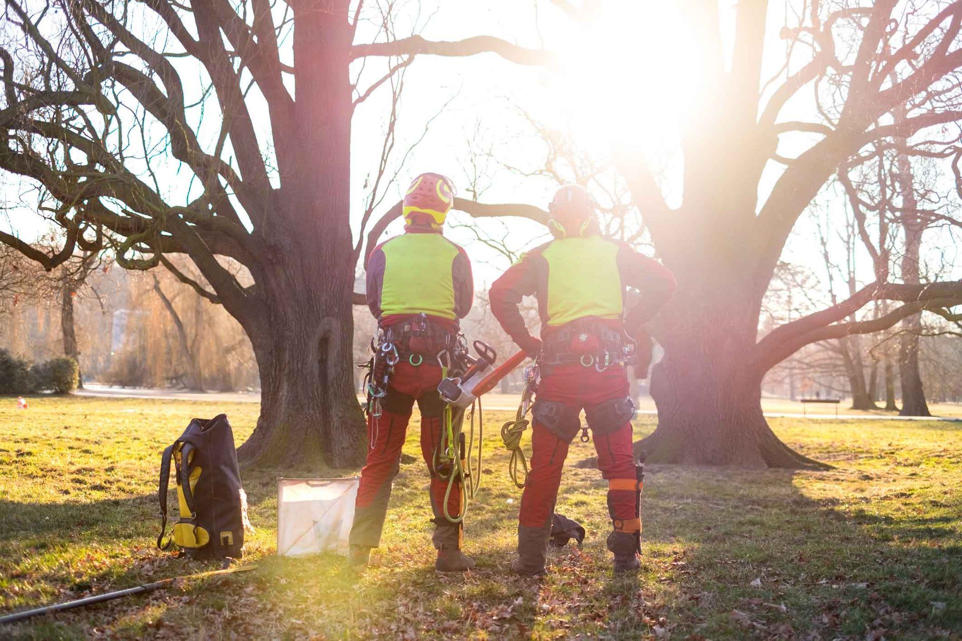 Two tree care workers in safety gear stand facing large trees, sunlight shining.