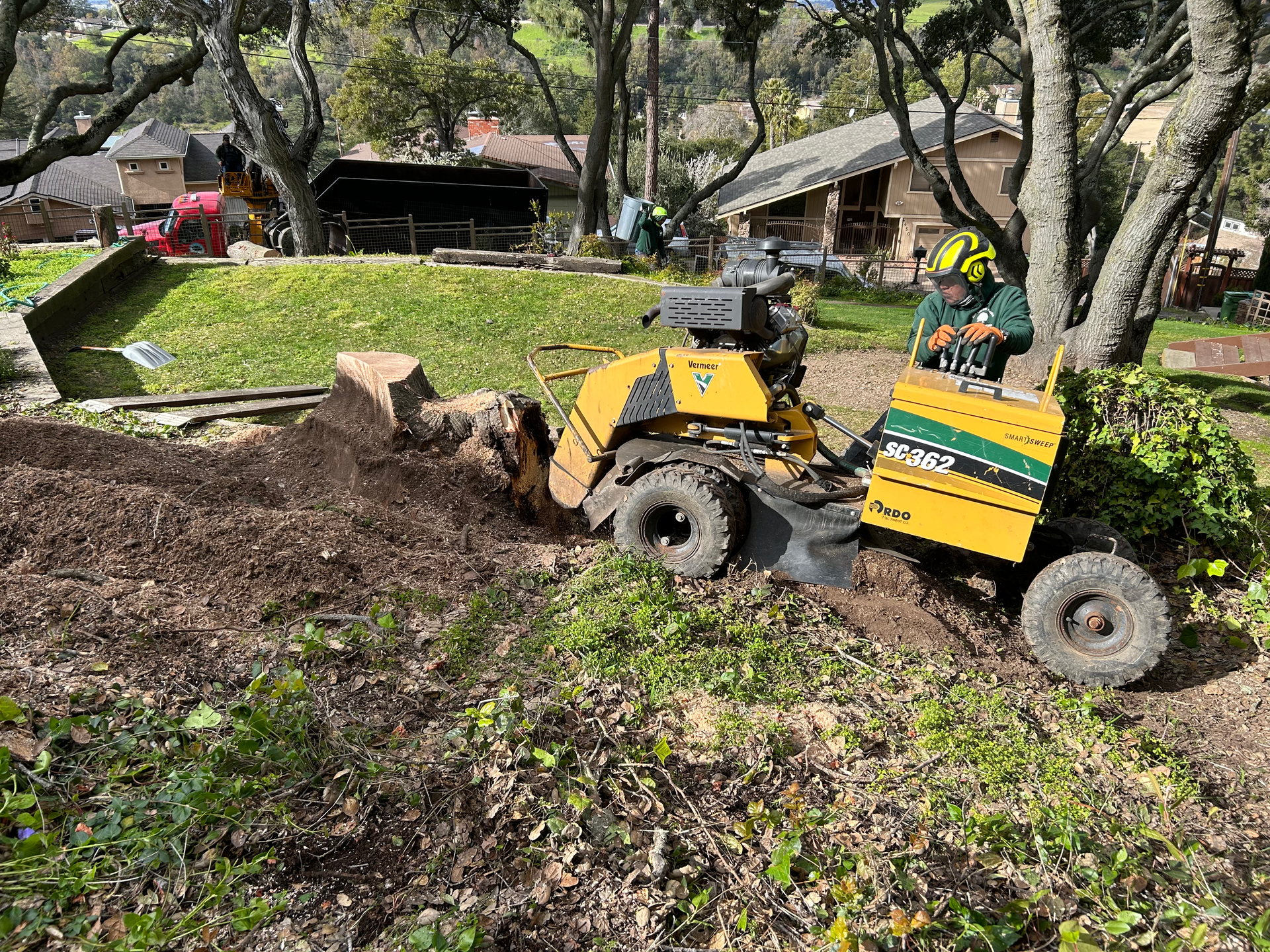 Yellow stump grinder grinding a tree stump in a yard, with wood chips flying.