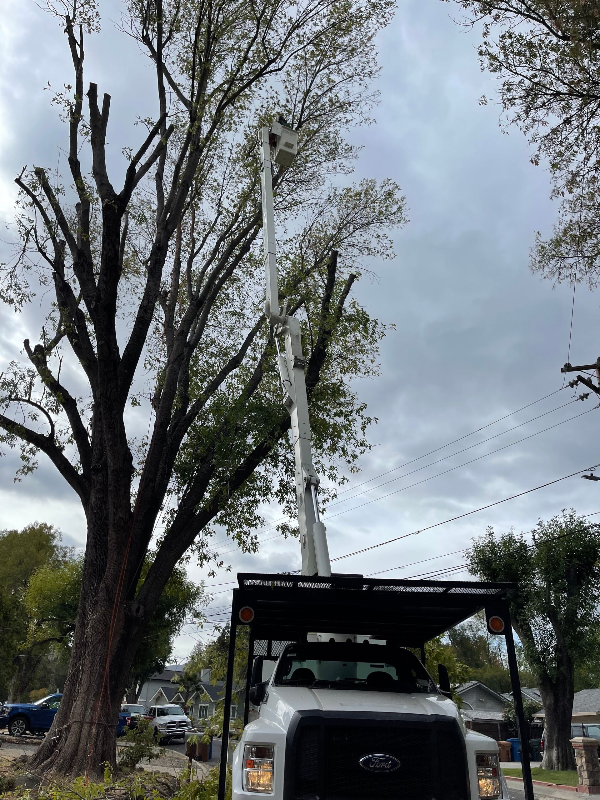 Worker in a lift platform trimming a tree with an extended saw, wearing safety gear, outdoors.