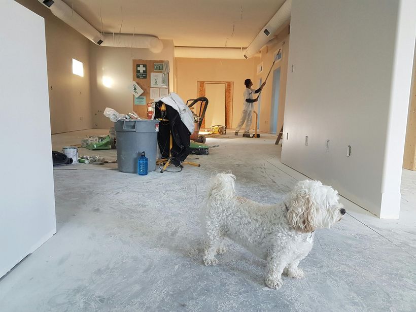 A small white dog is standing in a room under construction.
