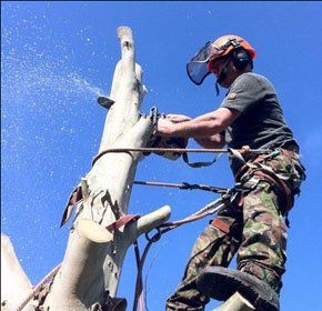 Tree surgery - Rochford, Essex - Bowen Tree Care - Tree cutting Tree surgery - Rochford, Essex - Bowen Tree Care - Tree cutting