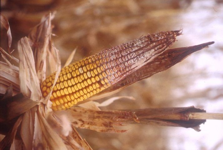 Gibberella Ear Rot and Stalk Rot in Corn