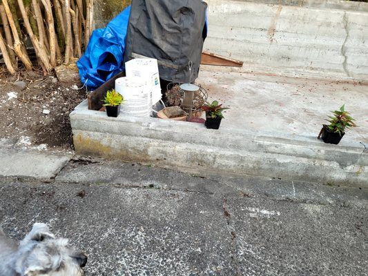 a dog is standing in front of a pile of trash and potted plants .
