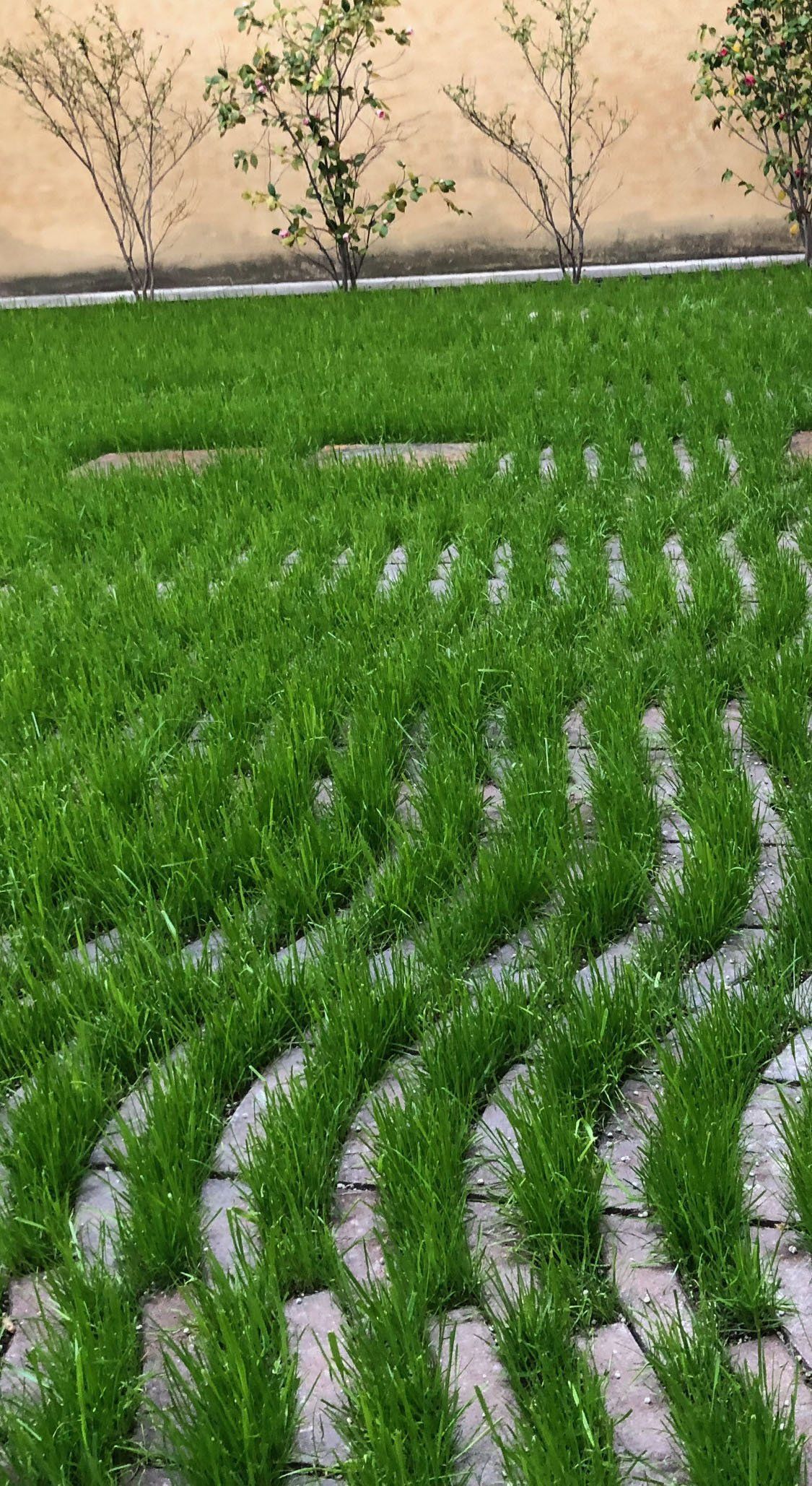 RESTAURO VIA CORNAROTTA TV